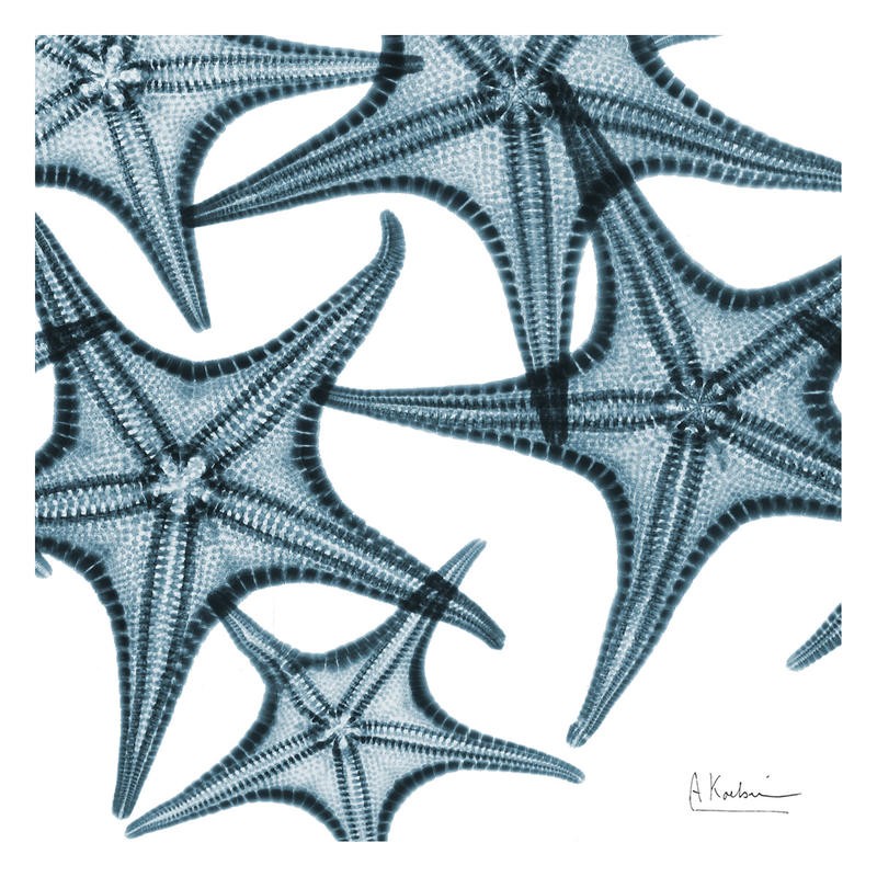 Albert Koetsier, STARFISH BLUE II (X-RAY)