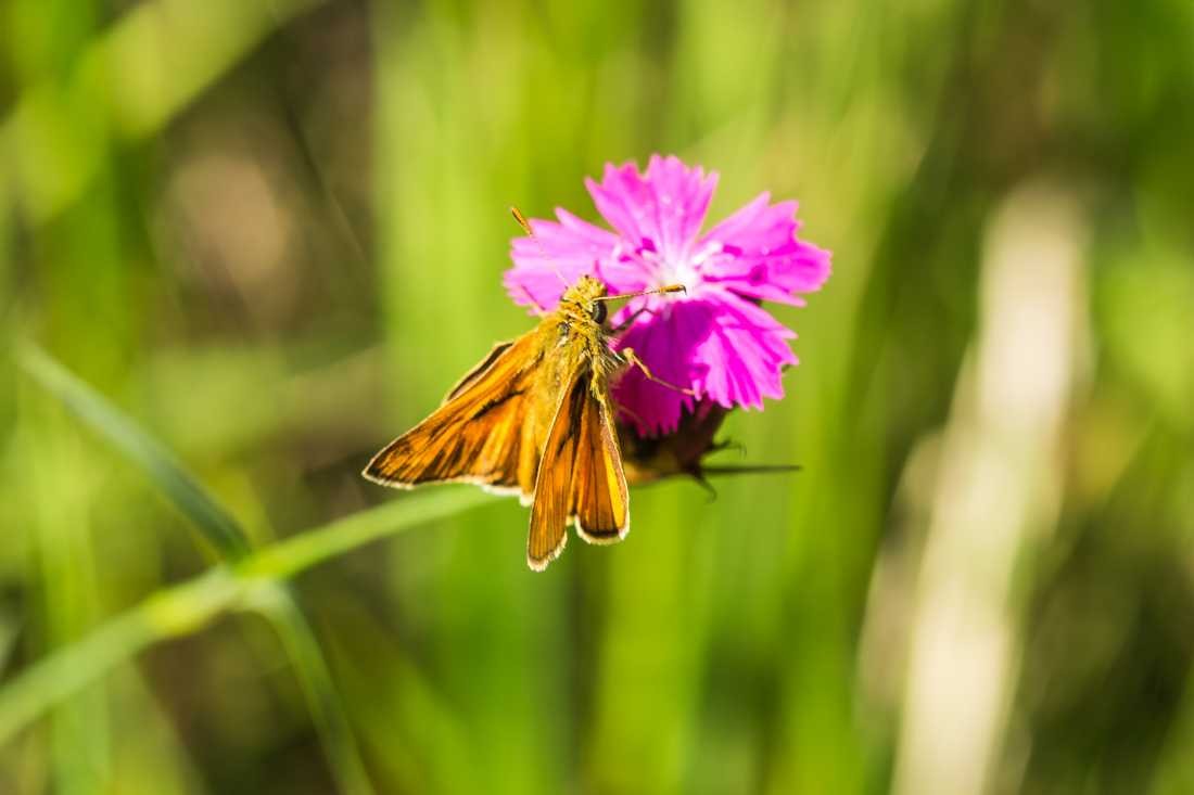 Conny Krakowski, Falter (Biene, Schmetterling, Falter, Butterfly,Insekt, Sommer, Flügeltier, Leben,,Makroaufnahme, Macro, Fotografie,)