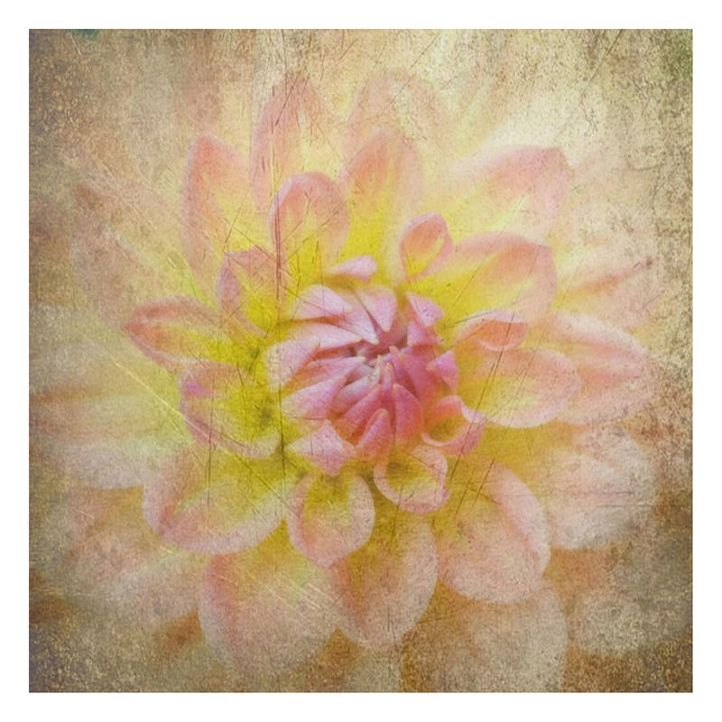 Suzanne Foschino, DAHLIA PINK II (Blume, Dahlie, Blüte, diffus, Fotokunst, Wunschgröße, Treppenhaus, Wohnzimmer, Schlafzimmer, rosa)