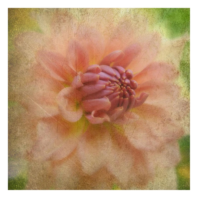 Suzanne Foschino, DAHLIA PINK III (Blume, Dahlie, Blüte, diffus, Fotokunst, Wunschgröße, Treppenhaus, Wohnzimmer, Schlafzimmer, rosa)