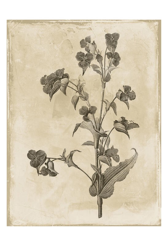 Jace Grey, EARTHY BLEND BROWN I (BOTANIK)
