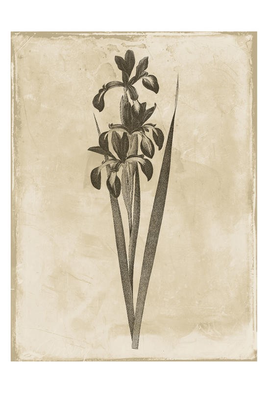 Jace Grey, EARTHY BLEND BROWN II (BOTANIK)