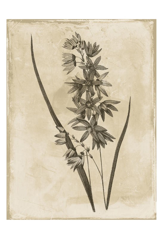 Jace Grey, EARTHY BLEND BROWN III (BOTANIK)