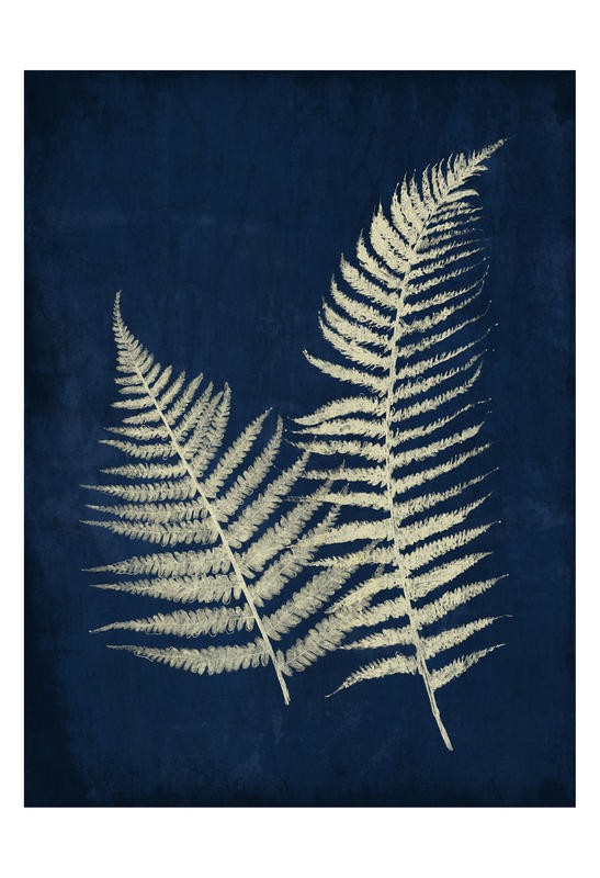 Jace Grey, DARK FERNS I (BOTANIK)