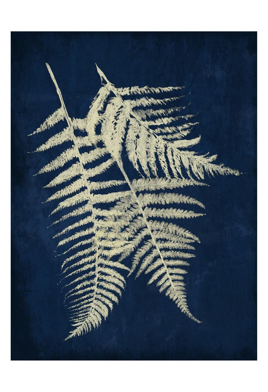 Jace Grey, DARK FERNS II (BOTANIK)