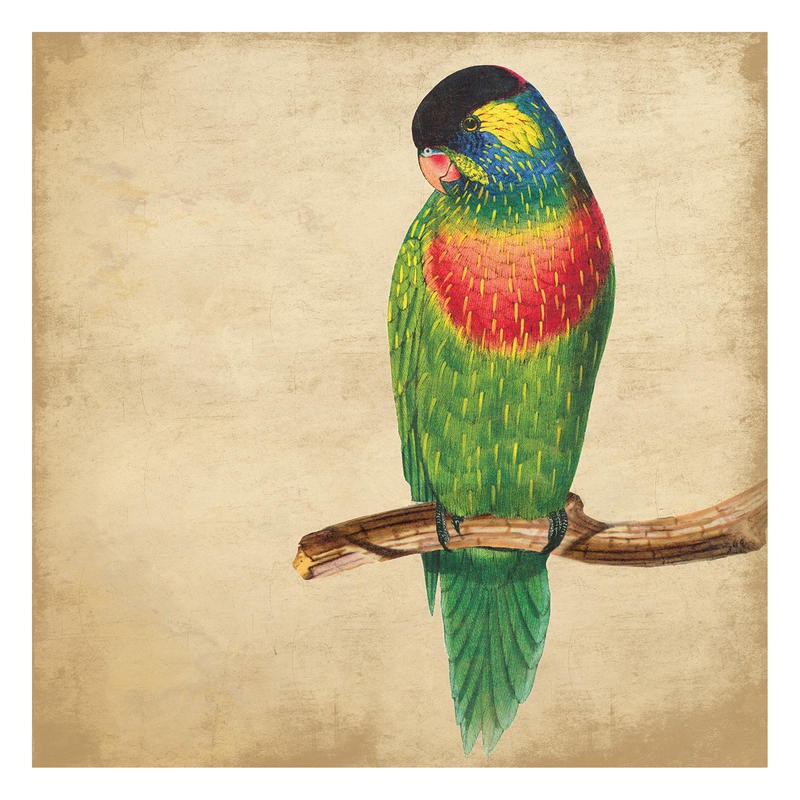 Jace Grey, PARROT (VÖGEL)