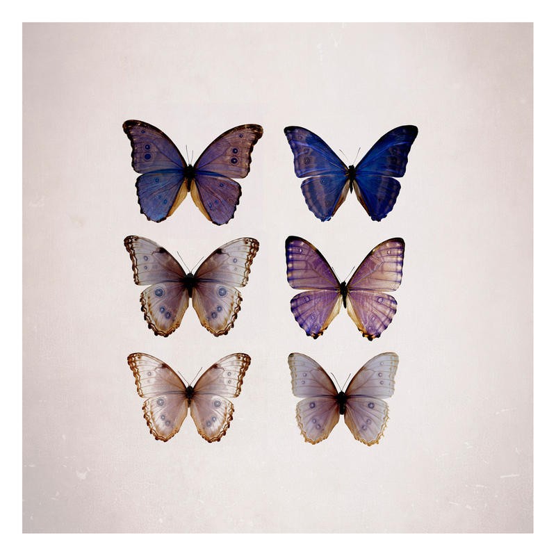 Tracey Telik, BUTTERFLY SIX PACK I (Schmetterlinge, Insekten, Flügel, filigran, Fotokunst, zart, Wunschgröße, Treppenhaus, Wohnzimmer)