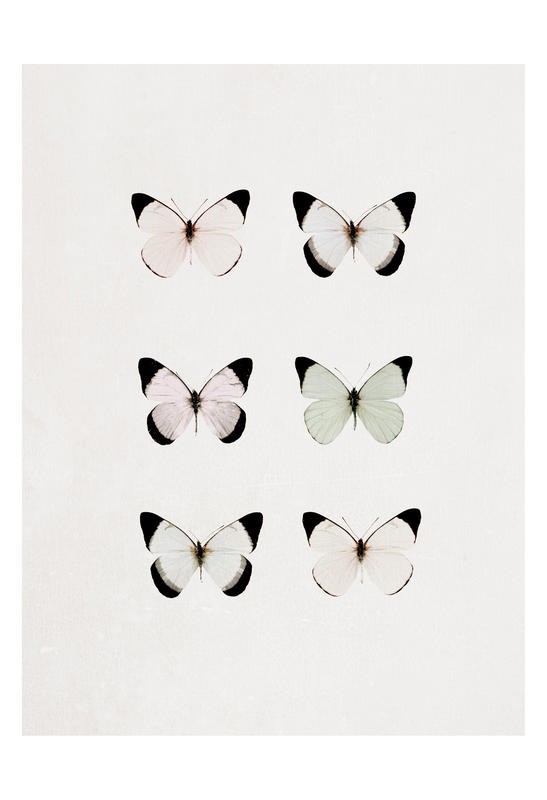 Tracey Telik, BUTTERFLY SIX PACK II (Schmetterlinge, Insekten, Flügel, filigran, Fotokunst, zart, Wunschgröße, Treppenhaus, Wohnzimmer, schwarz/weiß)
