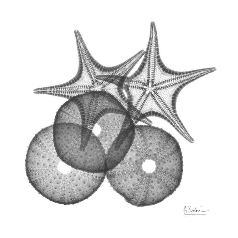 Albert Koetsier, STARFISH BLACK I (X-RAY)