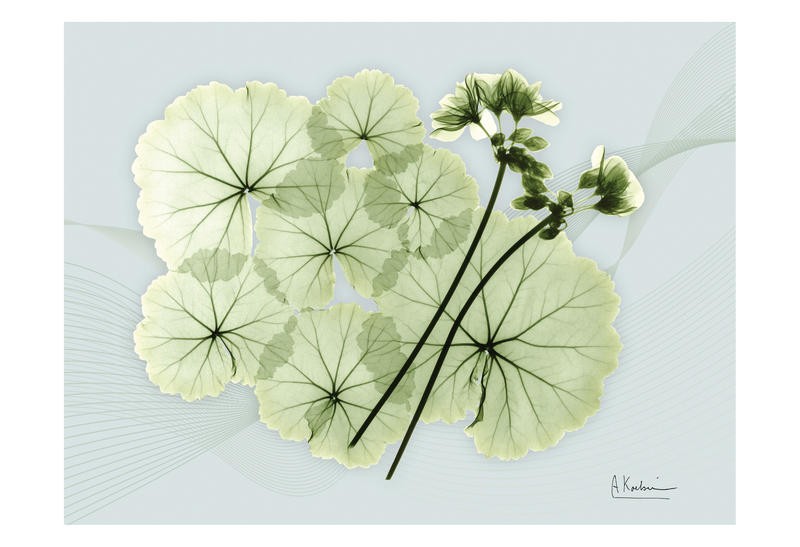 Albert Koetsier, WHITE FLOWERS II (X-RAY)
