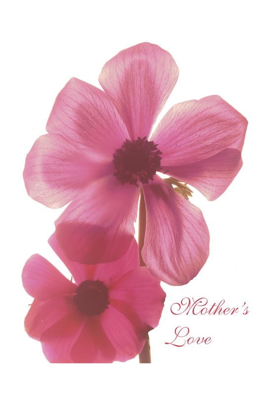 Albert Koetsier, HOM´S LOVE II (X-RAY)