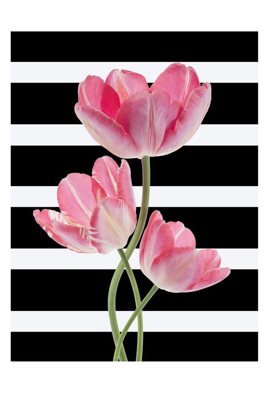 Sheldon Lewis, ROMANCE IN PINK I (Tulpen, Blumen, Blüten, floral, Streifen, Balken, Grafik, Wohnzimmer, Treppenhaus, Wunschgröße, schwarz/weiß/rosa)
