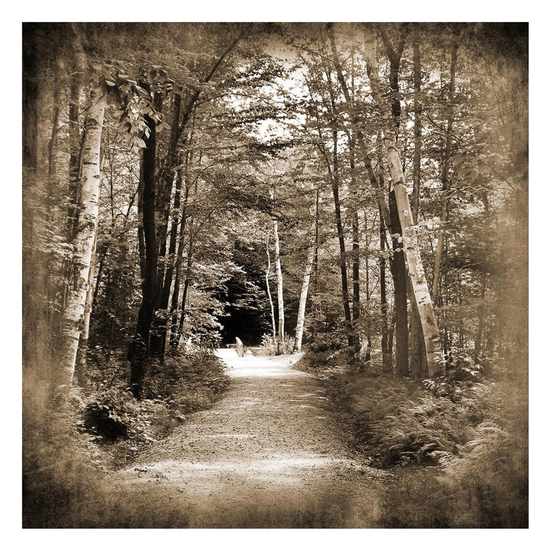 Suzanne Foschino, FOREST (Landschaft, Wald, Waldweg,  Natur, Fotokunst, Treppenhaus, Wohnzimmer, Wunschgröße, sepia)