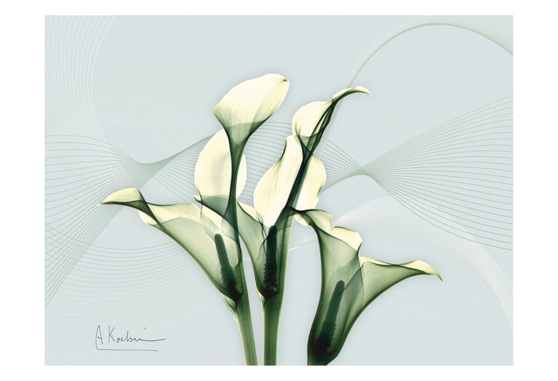 Albert Koetsier, WHITE FLOWERS I (X-RAY)