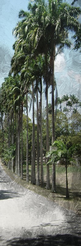 Sheldon Lewis, COCONUT PANEL II (Palme, Kokospalmen, Allee,  Wind, Fotokunst, Treppenhaus, Wohnzimmer, Wunschgröße, bunt)