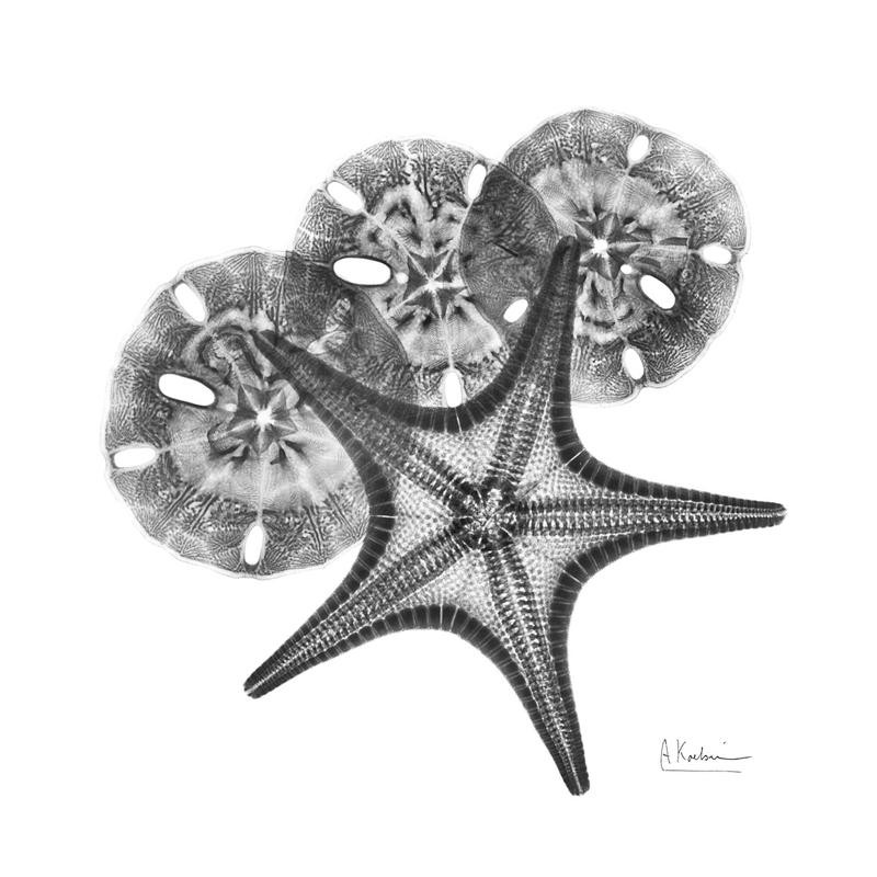 Albert Koetsier, STARFISH BLACK II (X-RAY)