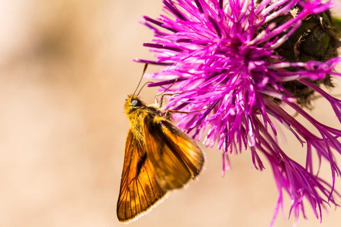 Conny Krakowski, Butterfly (Biene, Insekt,Falter, Schmetterling, Butterfly, Sommer, Flügeltier, Leben, Makroaufnahme, Macro, Fotografie,)