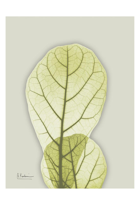 Albert Koetsier, MINT GREEN II (X-RAY)