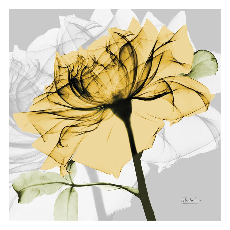 Albert Koetsier, ROSE IN GOLD V (X-RAY)