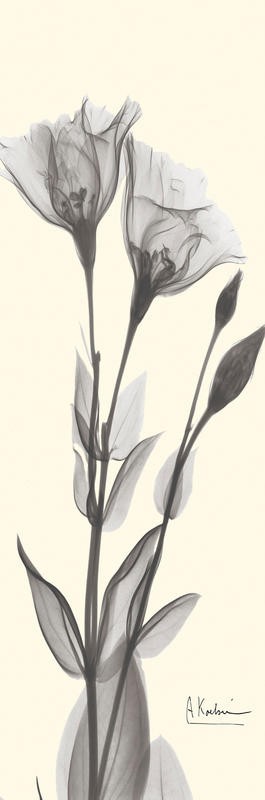 Albert Koetsier, MELLOW TINTS II (X-RAY)