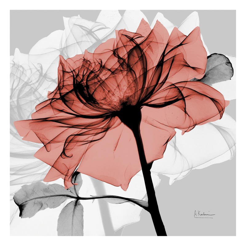 Albert Koetsier, FLOWERS IN RED II (X-RAY)