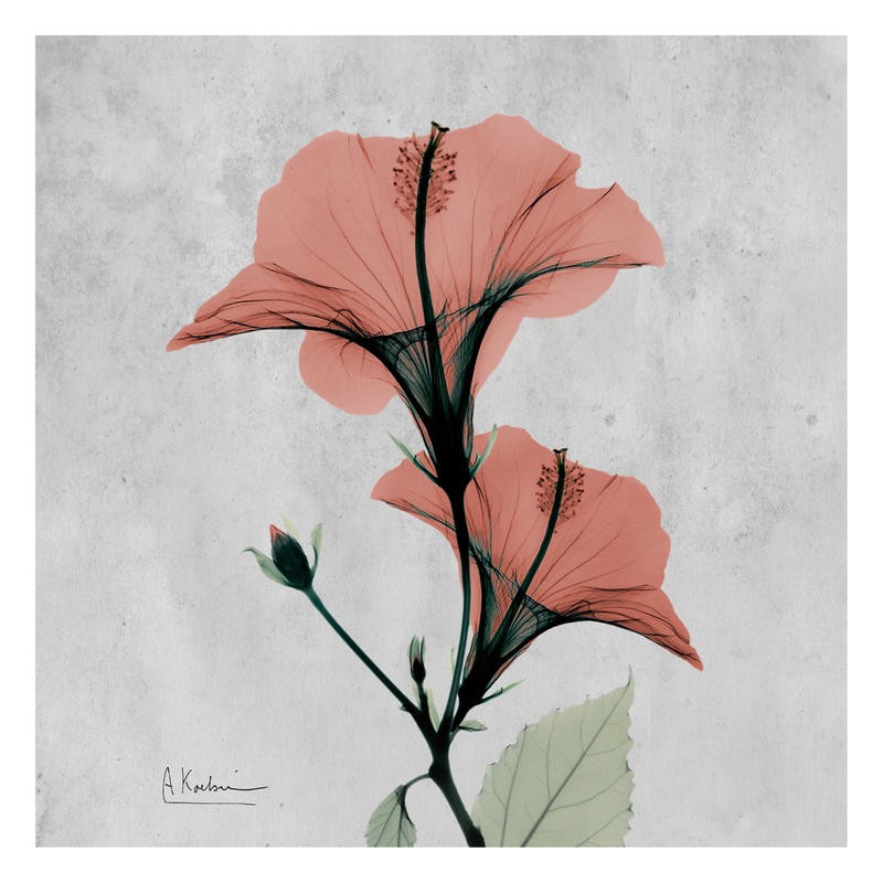 Albert Koetsier, FLOWERS IN RED IV (X-RAY)