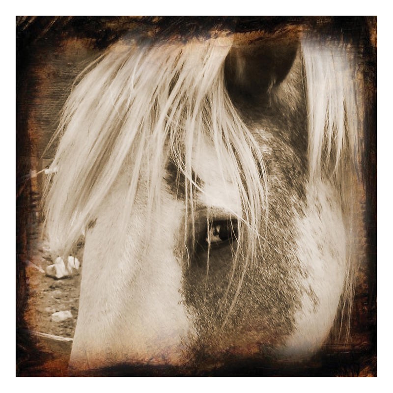 Suzanne Foschino, GROOMED (Pferd, Stirnmähne, Tierportrait, Nutztier, Fotokunst, Nahaufnahme, Treppenhaus, Wohnzimmer, Wunschgröße, sepia)