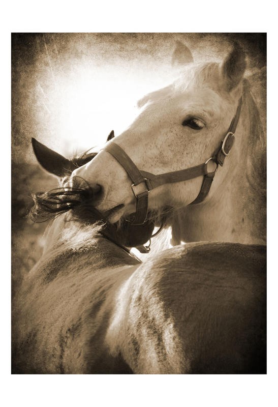 Suzanne Foschino, MY LOVE II (Pferde, necken, zwicken, spielen, Tierportrait, Nutztier, Fotokunst, Treppenhaus, Wohnzimmer, Wunschgröße, sepia)