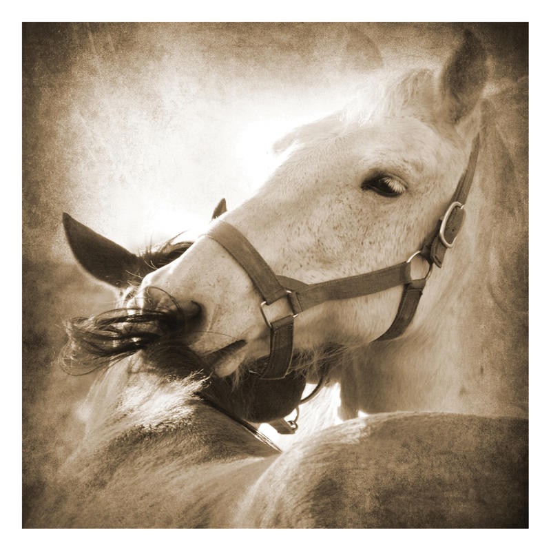Suzanne Foschino, MY LOVE I (Pferde, necken, zwicken, spielen, Tierportrait, Nutztier, Fotokunst, Treppenhaus, Wohnzimmer, Wunschgröße, sepia)