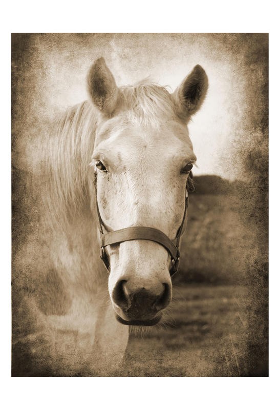 Suzanne Foschino, HORSE IN WHITE II (Pferd, Schimmel, Tierportrait, Fotokunst, Treppenhaus, Wohnzimmer, Wunschgröße, sepia)
