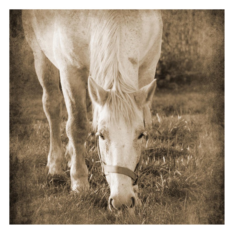 Suzanne Foschino, WHITE HORSE I (Pferd, Schimmel, Tierportrait, Fotokunst, Treppenhaus, Wohnzimmer, Wunschgröße, sepia)