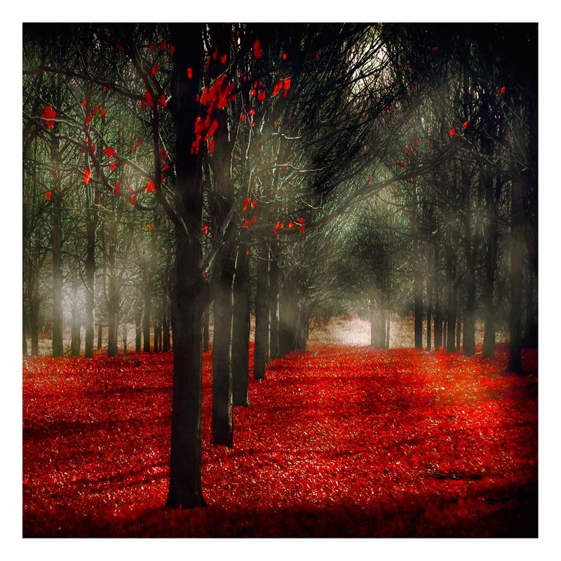 Tracey Telik, FAIRY TALE FOREST I (Park, Garten, Landschaft, Bäume, Baumreihen, rote Blätter,  Wunschgröße, Coulor Spot, Wohnzimmer, Fotokunst, schwarz/weiß/rot)