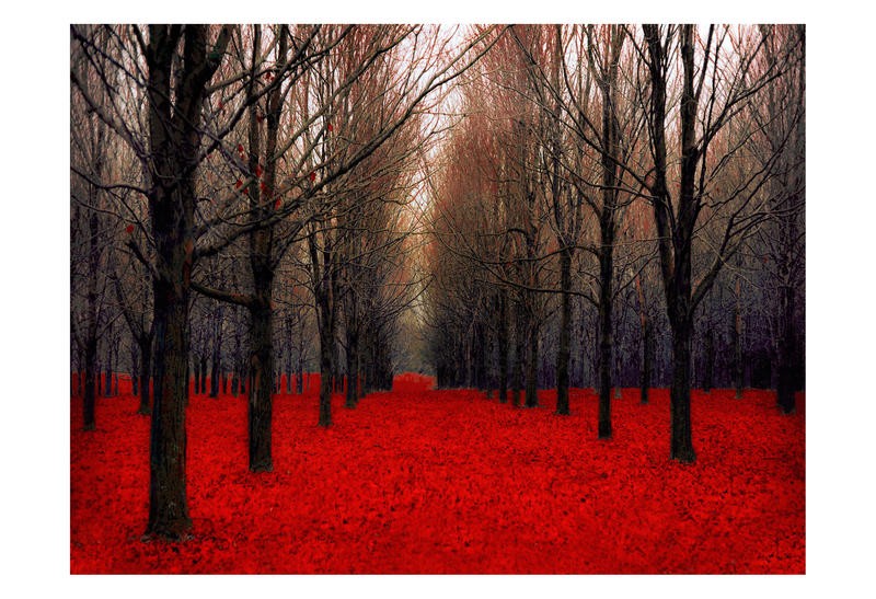 Tracey Telik, FAIRY TALE FOREST IV (Park, Garten, Landschaft, Bäume, Baumreihen, rote Blätter,  Wunschgröße, Coulor Spot, Wohnzimmer, Fotokunst, schwarz/weiß/rot)