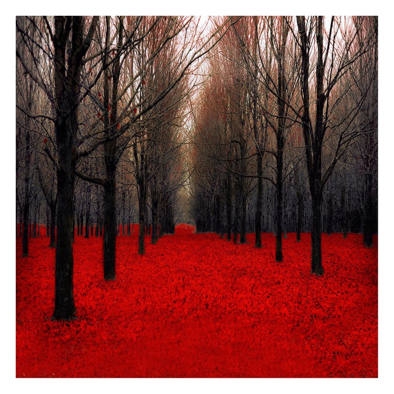 Tracey Telik, FAIRY TALE FOREST II (Park, Garten, Landschaft, Bäume, Baumreihen, rote Blätter,  Wunschgröße, Coulor Spot, Wohnzimmer, Fotokunst, schwarz/weiß/rot)