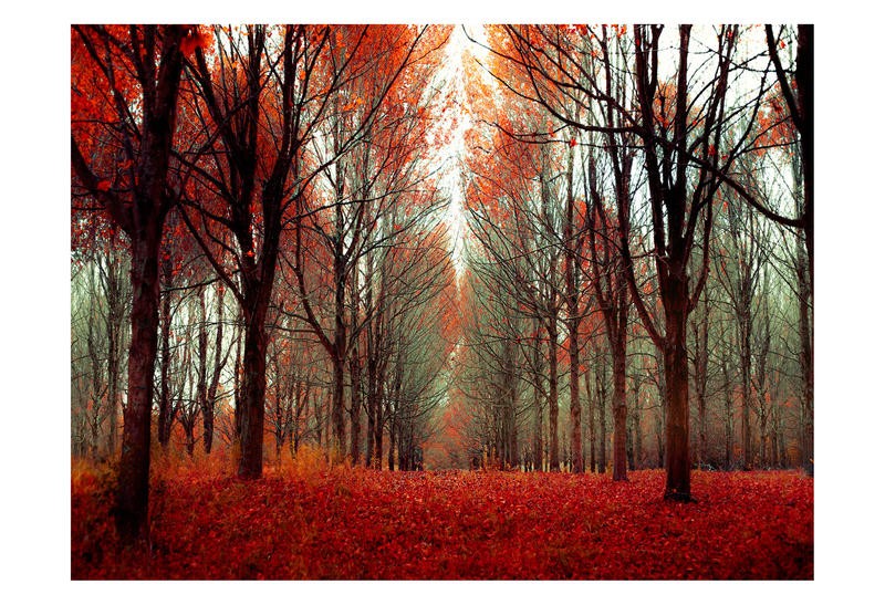 Tracey Telik, FAIRY TALE FOREST V (Park, Garten, Landschaft, Bäume, Baumreihen, rote Blätter, Herbst,  Wunschgröße,  Wohnzimmer, Fotokunst,)