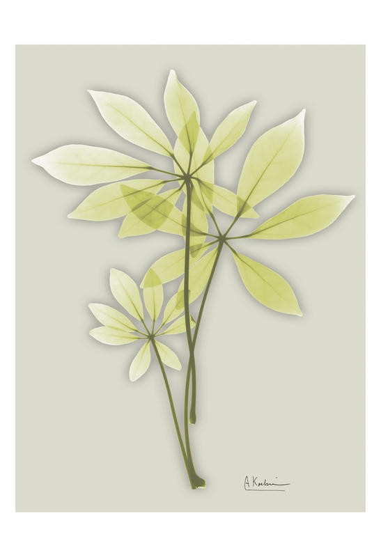 Albert Koetsier, MINT GREEN I (X-RAY)