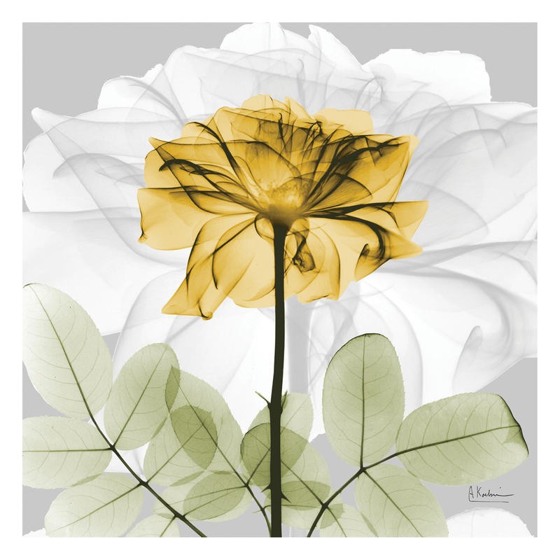 Albert Koetsier, ROSE IN GOLD I (X-RAY)