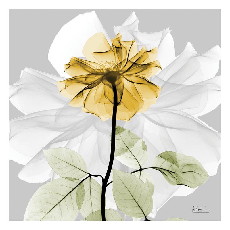 Albert Koetsier, ROSE IN GOLD II (X-RAY)