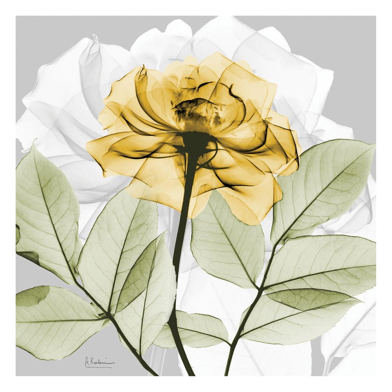 Albert Koetsier, ROSE IN GOLD III (X-RAY)