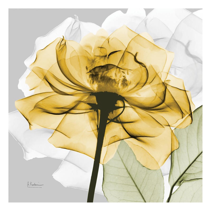 Albert Koetsier, ROSE IN GOLD IV (X-RAY)
