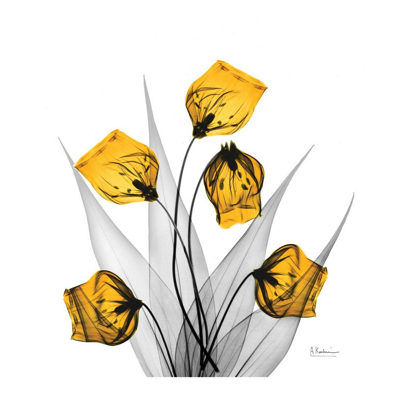 Albert Koetsier, SANDERSONIA YELLOW (X-RAY)