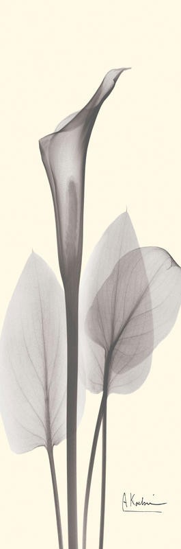 Albert Koetsier, MELLOW TINTS I (X-RAY)