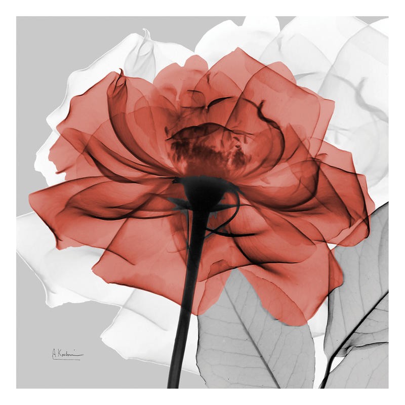 Albert Koetsier, FLOWERS IN RED I (X-RAY)