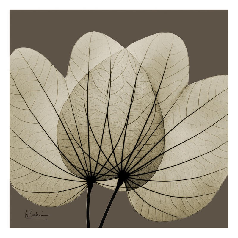 Albert Koetsier, LEAF BROWN VI (X-RAY)