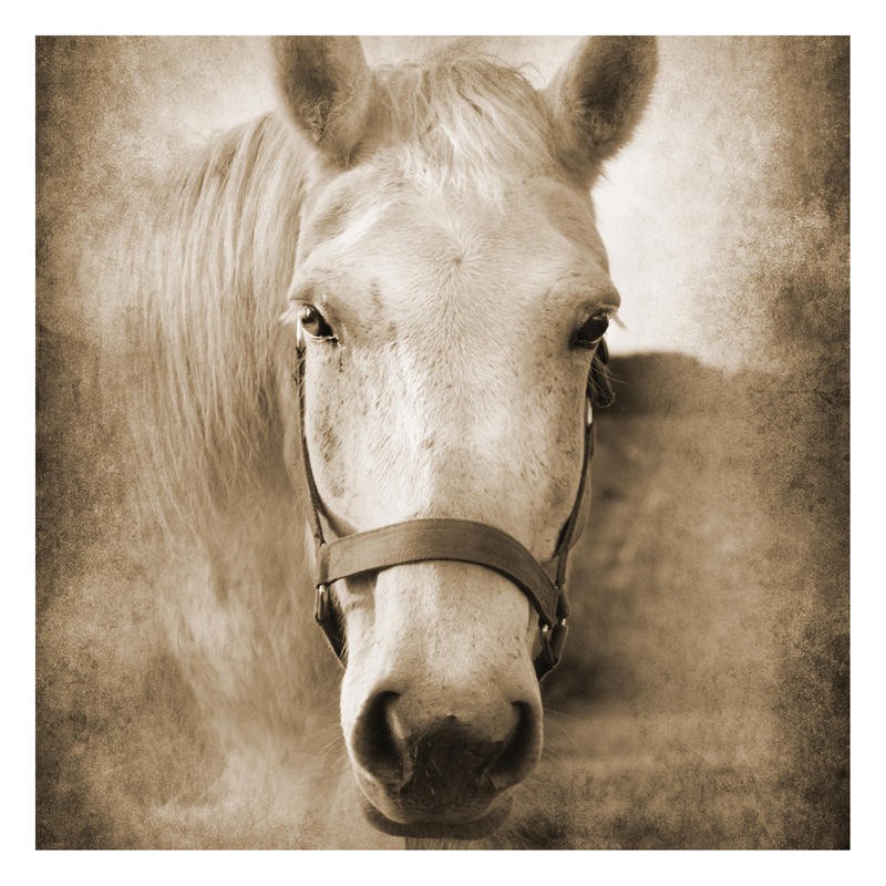 Suzanne Foschino, HORSE IN WHITE I (Pferd, Schimmel, Tierportrait, Nutztier, Fotokunst, Treppenhaus, Wohnzimmer, Wunschgröße, sepia)