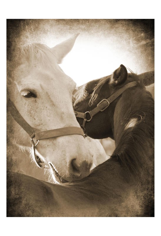 Suzanne Foschino, MY LOVE IV (Pferde, necken, zwicken, spielen, Tierportrait, Nutztier, Fotokunst, Treppenhaus, Wohnzimmer, Wunschgröße, sepia)