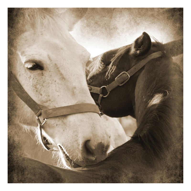 Suzanne Foschino, MY LOVE III (Pferde, necken, zwicken, spielen, Tierportrait, Nutztier, Fotokunst, Treppenhaus, Wohnzimmer, Wunschgröße, sepia)