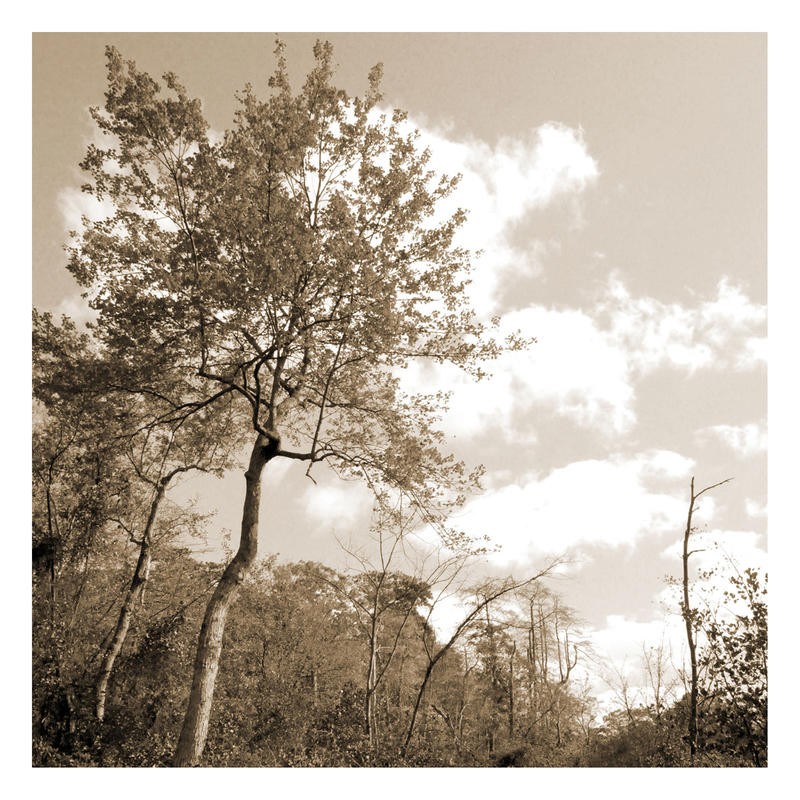 Suzanne Foschino, FALL TREE (Landschaft, Wald, Bäume, Herbst, Jahreszeit,   Natur, Fotokunst, Treppenhaus, Wohnzimmer, Wunschgröße, sepia)