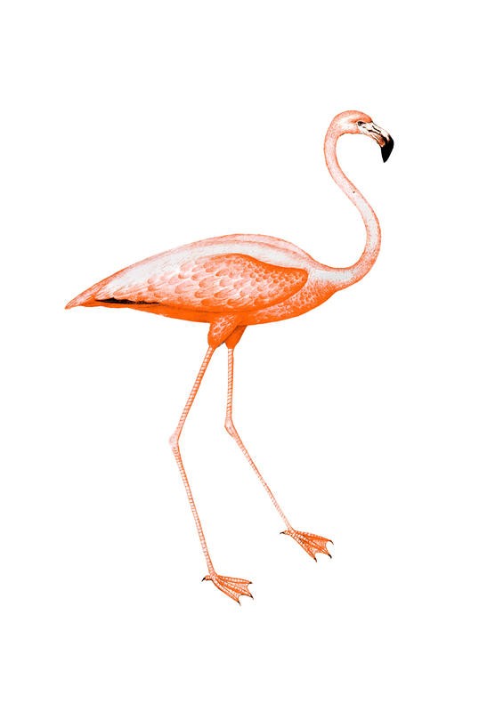 Sheldon Lewis, ORANGE FLAMINGO II (Flamingo, Stelzvogel, Vogel, Tier, Studie, Ornithologie, Wohnzimmer, Treppenhaus, Wunschgröße, orange)