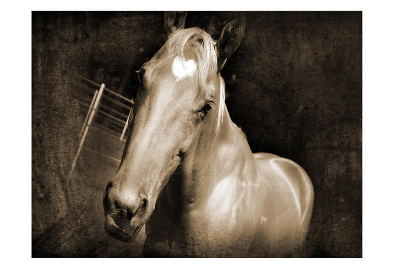 Suzanne Foschino, HEART HORSE II (Pferd, Stirnfleck, Blume, Herz, Tierportrait, Nutztier, Fotokunst, Treppenhaus, Wohnzimmer, Wunschgröße, sepia)